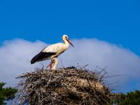 Storchenpaar im Nest